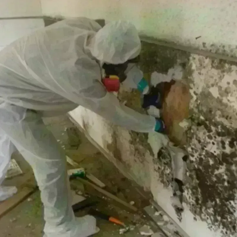 Mold Remediation and Removal in Arcola, TX